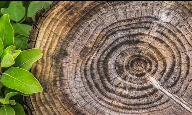 맑은 빗물에 젖는 나이테