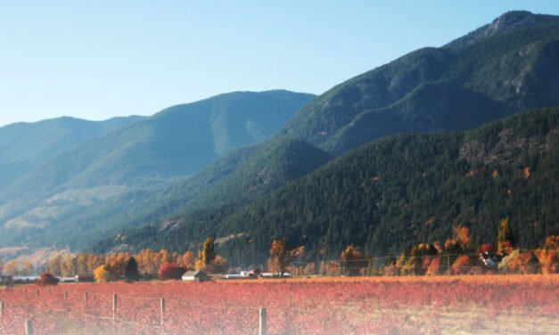 단풍국의 가을빛에 물들다